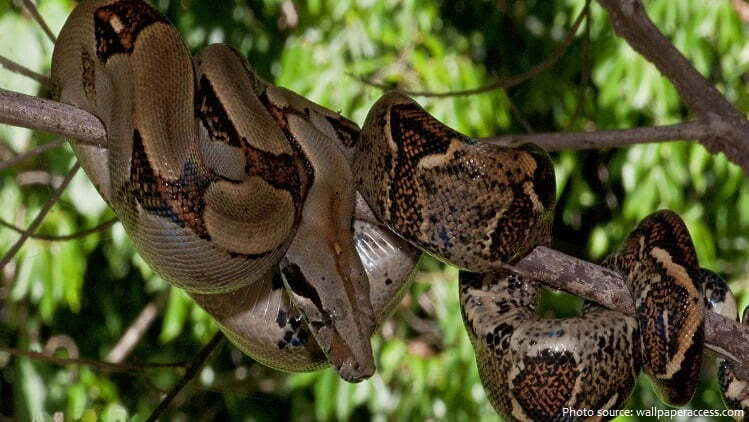 Օձի նոր տեսակ