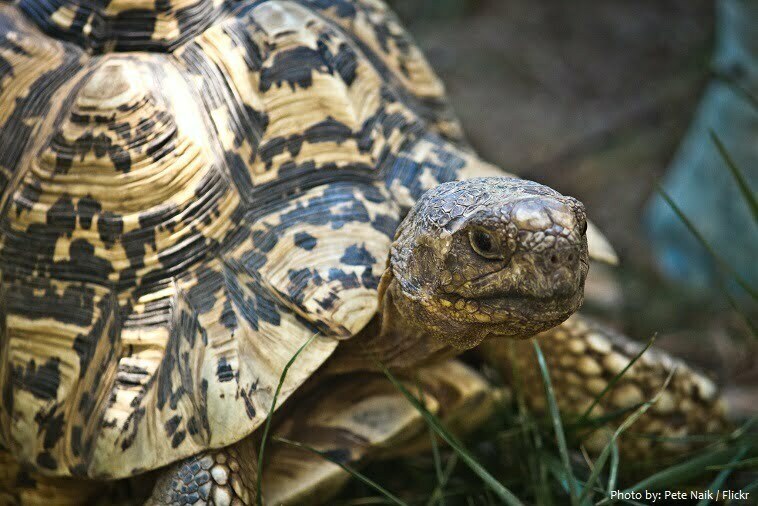 Կրիաները ատամներ չունեն