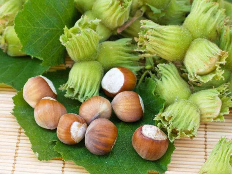 Պնդուկում հայտնաբերվել է զգալի քանակությամբ հակաքաղցկեղային նյութ