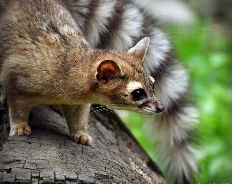 Ի՞նչ գիտեք ringtones-ի մասին