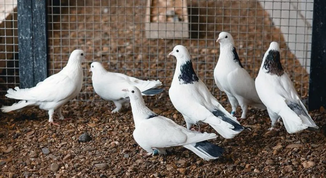 Ի՞նչ վտանգ կարող են ներկայացնել աղավնիները մարդկանց համար