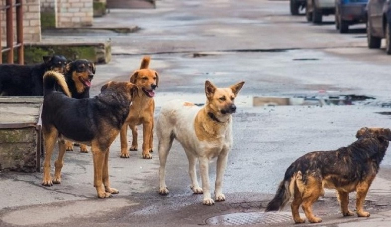 Պարեկները հայտնաբերել են թափառող շների վրա կրակող տղամարդկանց