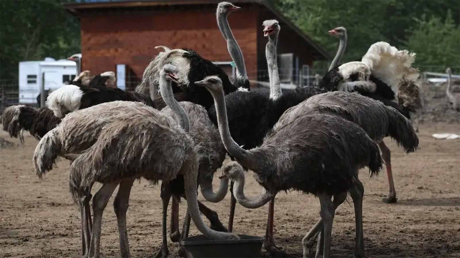 Ostrich Farm