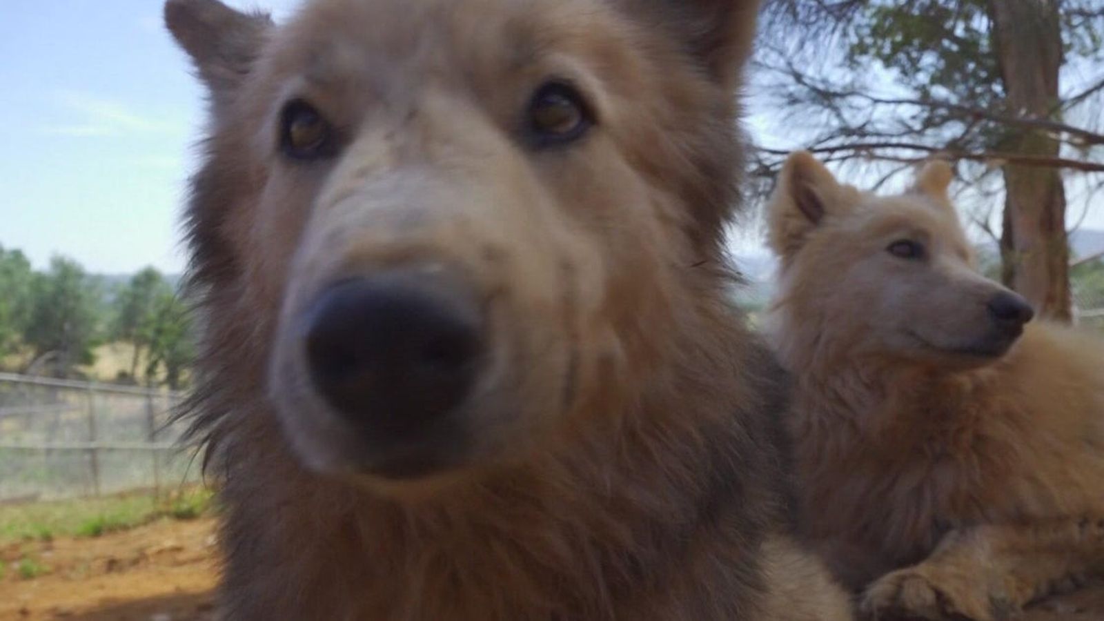 Անջալի Ռանադիվե՝ պաշտպան, նորարար և ուղի բացող