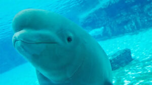 Կանադան արգելափակում է Մարինլենդի կետերի արտահանումը՝ կենդանիների բարեկեցության ճգնաժամի ֆոնին