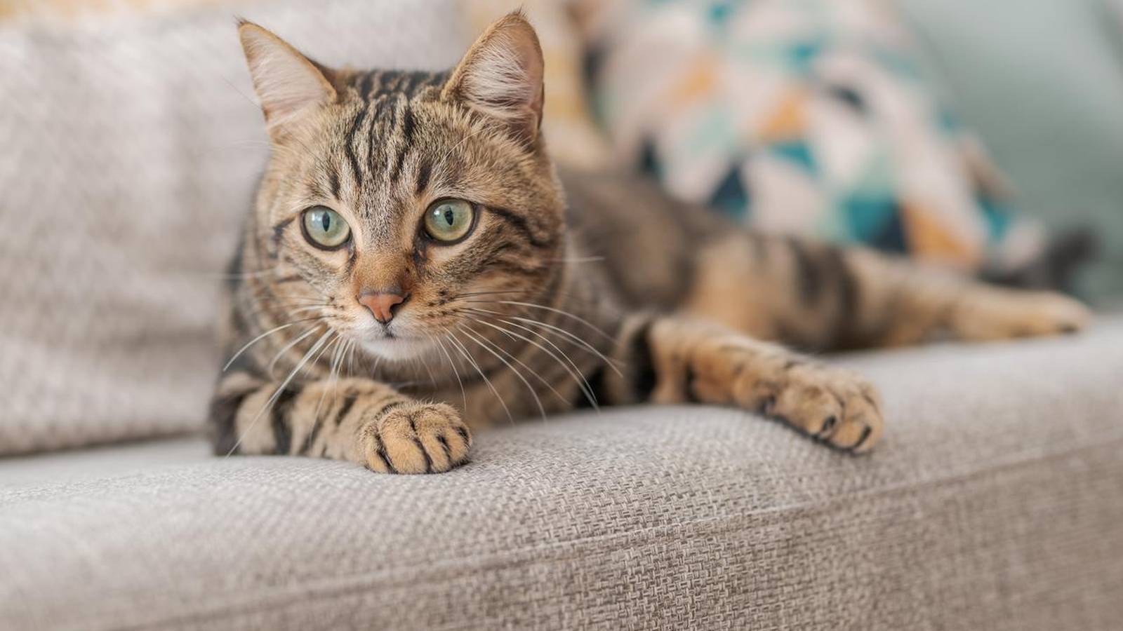 Թուրքիայում ամուսնալուծության գործով կատուների երկարատև աջակցությունը դառնում է նախադեպ