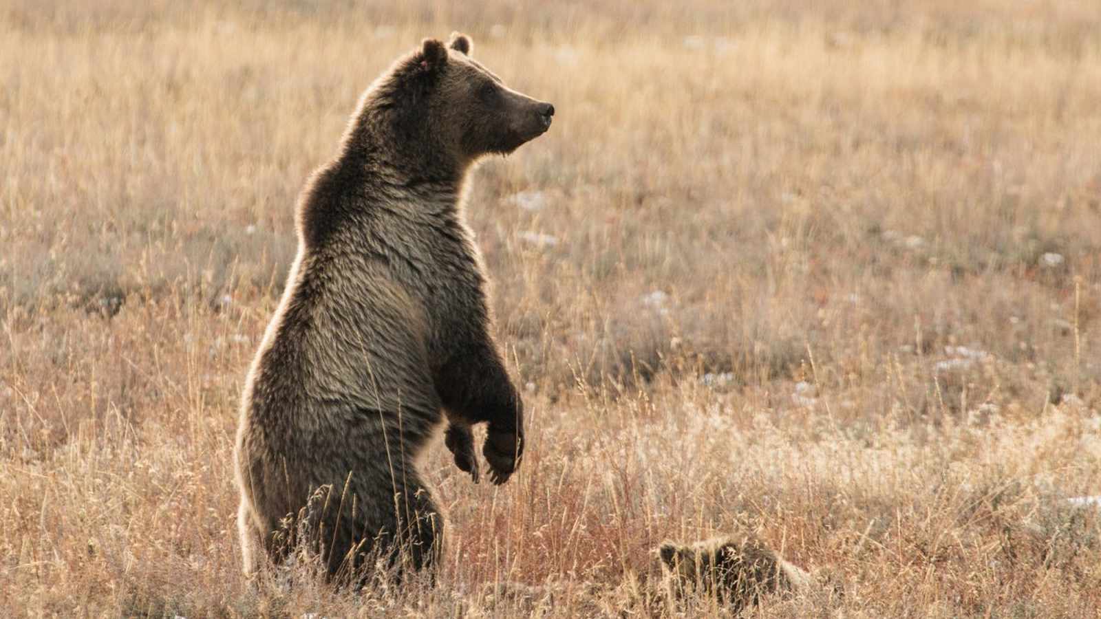 Գրիզլի արջի հարձակումը Կալգարիի մոտ․ որսորդը փրկվեց ընկերոջ արագ արձագանքի շնորհիվ
