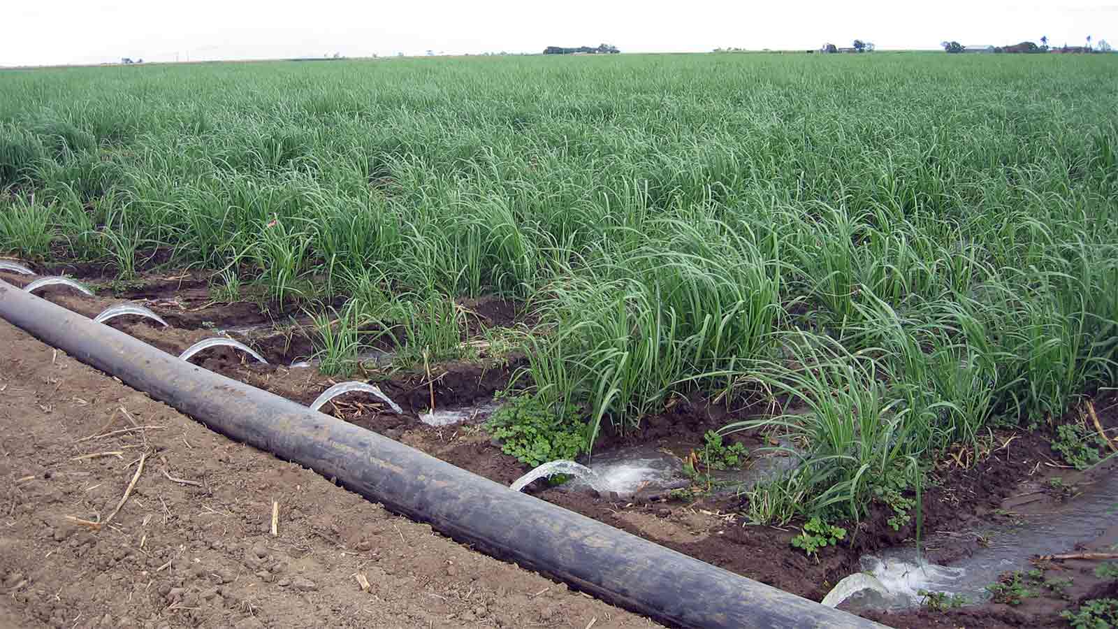 Optimizing Surface Cultivation: How Process Parameters Shape Single-Cell Oil Production in Cutaneotrichosporon oleaginosus