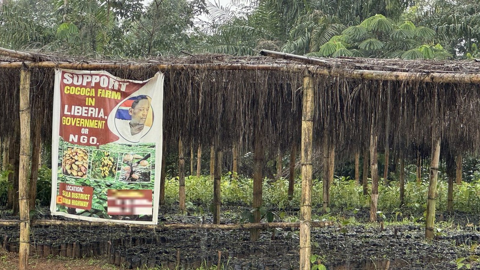 Սիեռա Լեոնեի անտառների վտանգը. Լիբերիայի կակաոյի բումը սպառնում է Արևմտյան Աֆրիկայի կենսական էկոհամակարգին