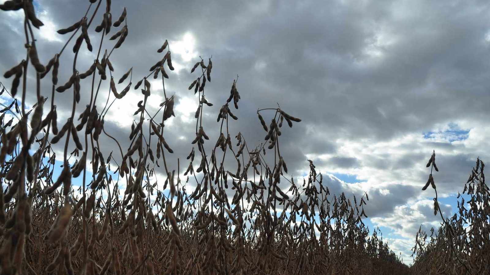 A renewed wave of US-China soybean trade has shaken global markets, boosting Brazil's revenues and signaling a potential