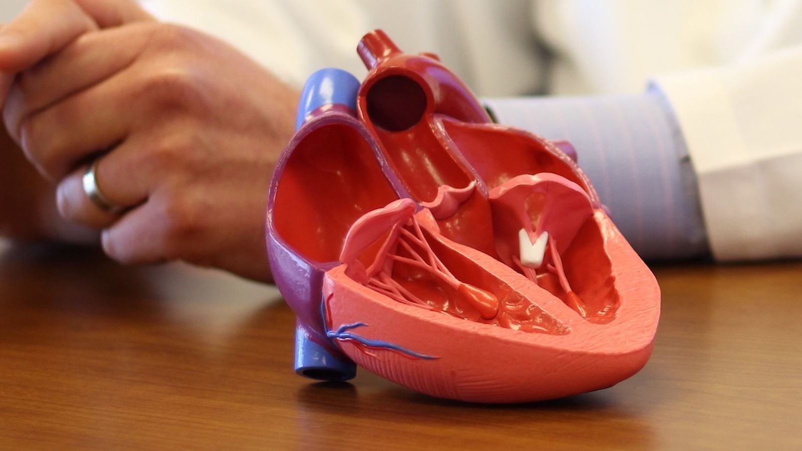 3D printed heart model on table
