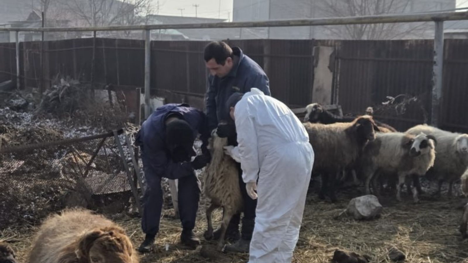 Մանր եղջերավոր կենդանիների ժանտախտի դեմ պայքարի նոր ծրագիր