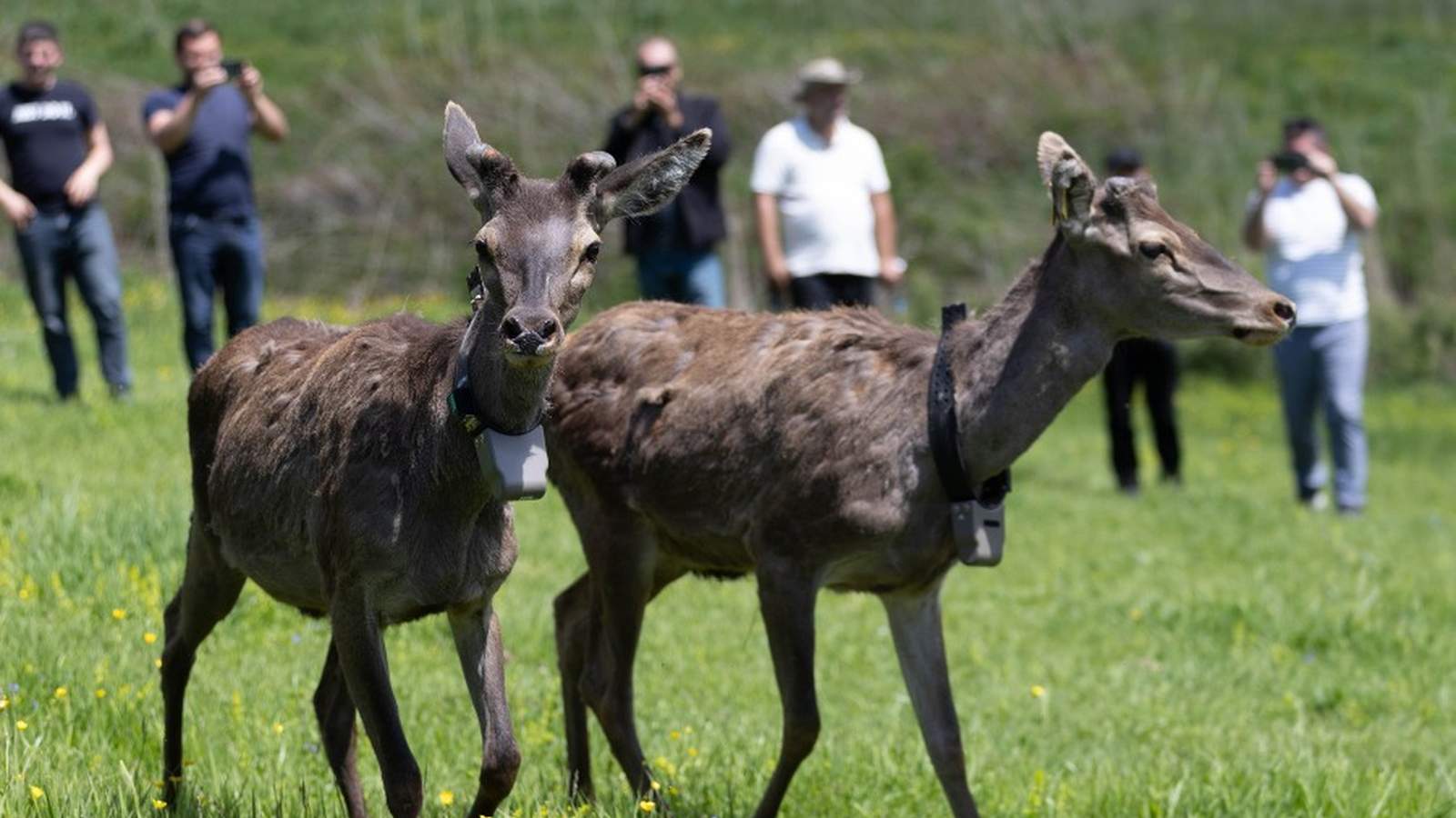 Դիլիջան ազգային պարկում ազնվացեղ եղջերուի անհետացում