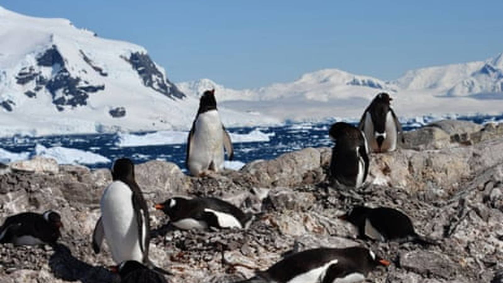 Group of penguins on an icy shore