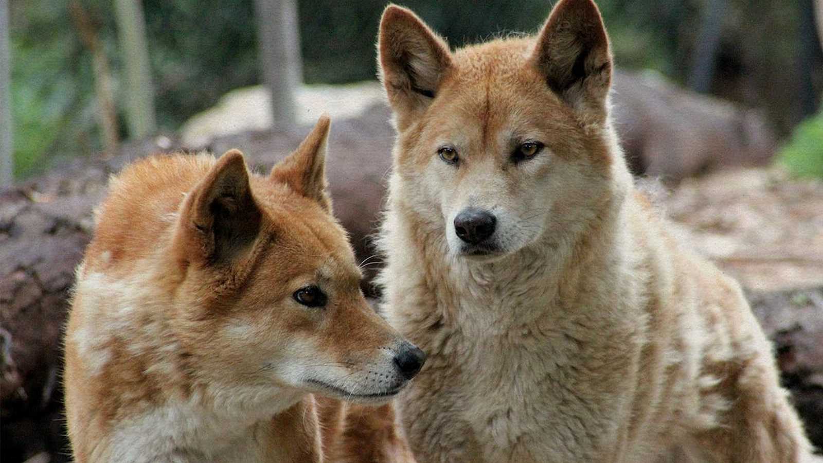 Wild dingoes and domestic pigs