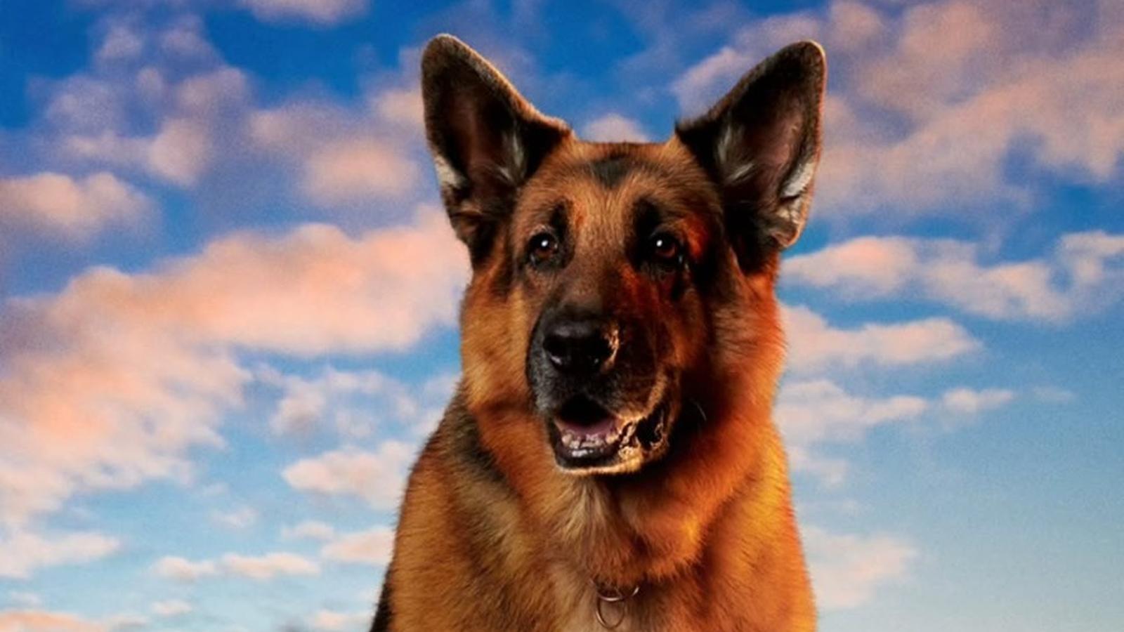 German Shepherd dog