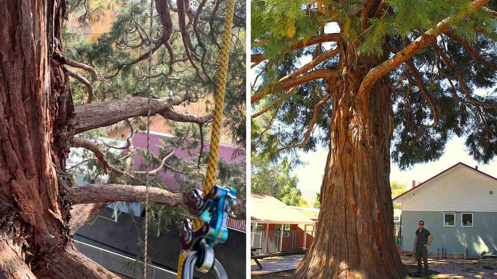 Ֆրանկլինի տարրական դպրոցը հեռացնում է պատմական սեքվոյա ծառը բողոքների ֆոնին
