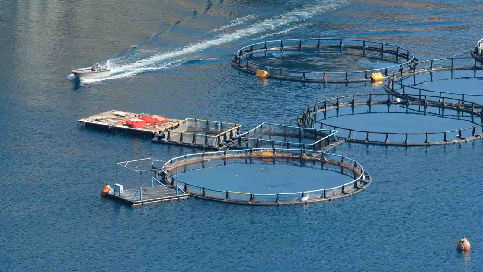 AI’s Dual Path: From Shrimp Farms to Newsrooms