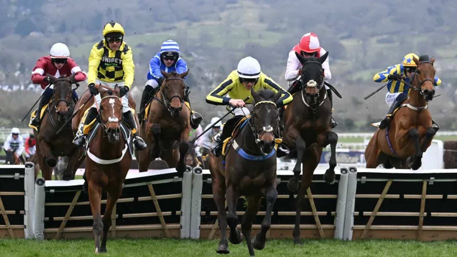 Horses jumping hurdles at Cheltenham