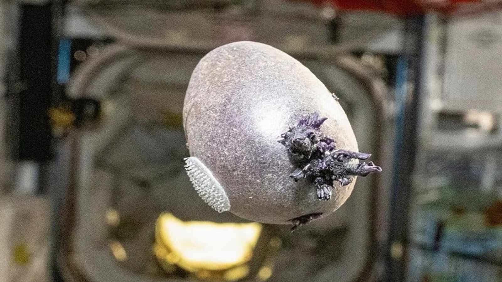 NASA Astronaut’s ‘Alien’ Potato Sparks Space Farming Debate