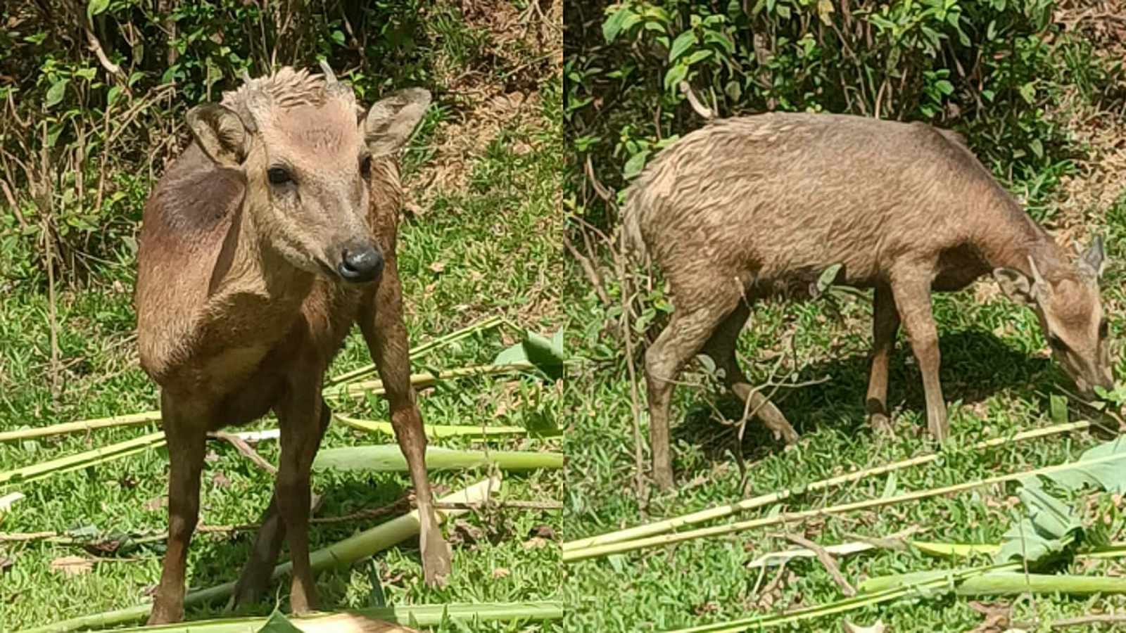 Philippine Deer Population Resurfaces in Marinduque Sanctuary