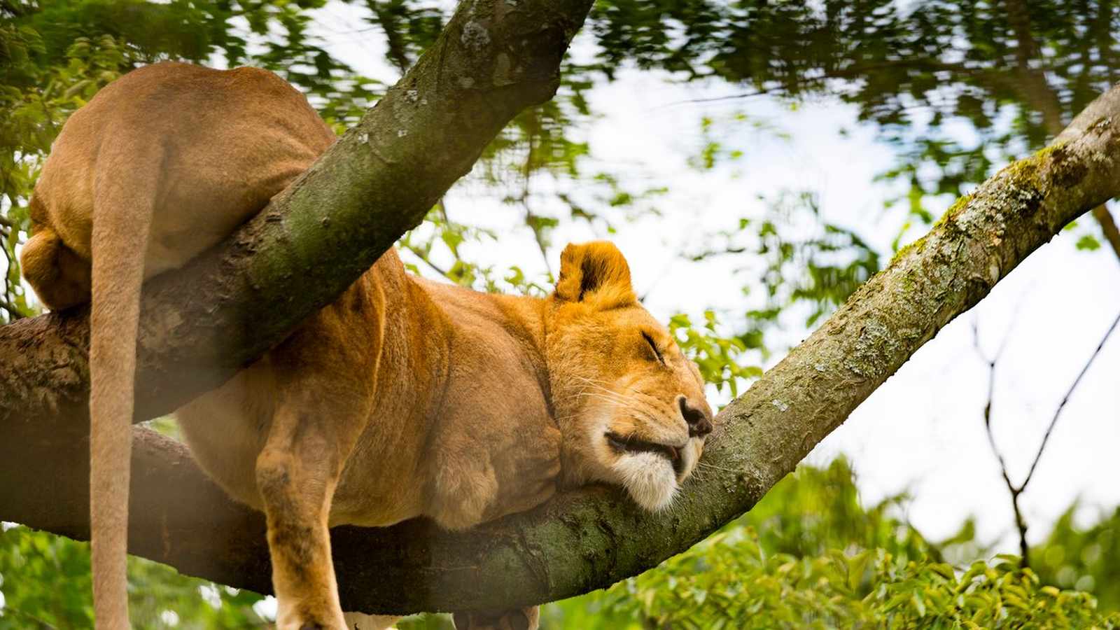 «Սաֆարի» ռալիի մրցափուլերը չեղարկվել են Քենիայում՝ եղանակային ծայրահեղ պայմանների պատճառով