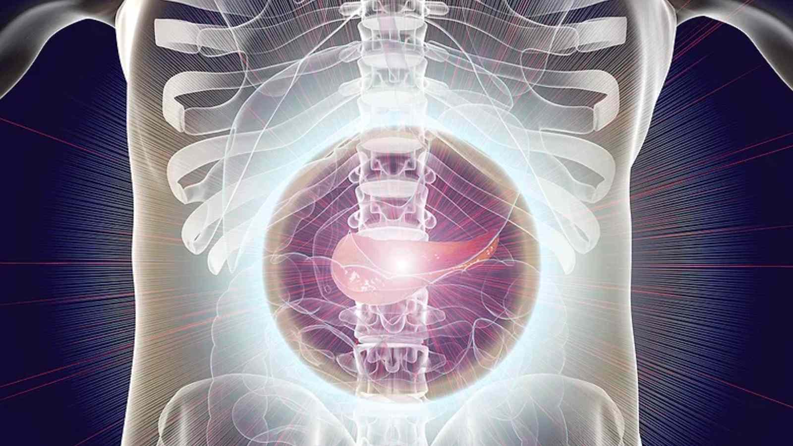 3D medical illustration