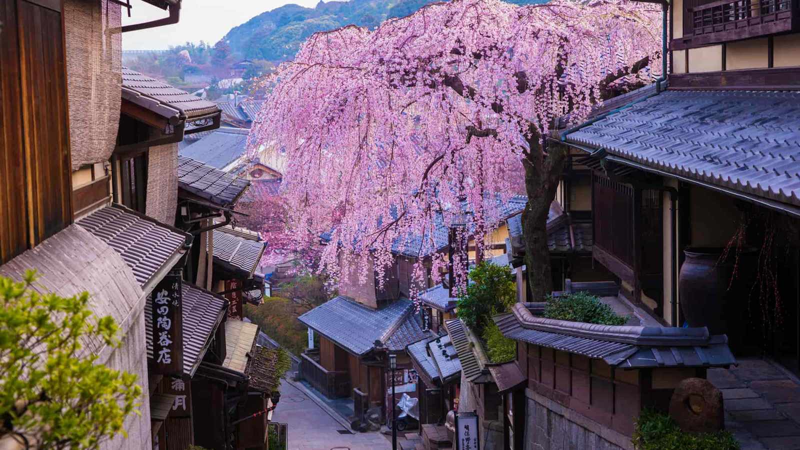 Kyoto Cherry Blossom Season Draws International Tourists