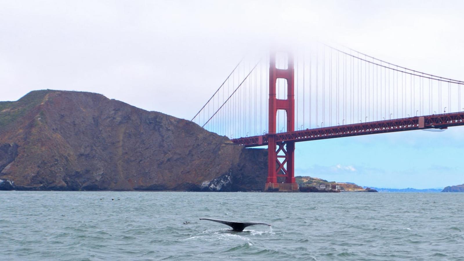 A whale tail breaching the water in front of the Golden Gate Bridge
