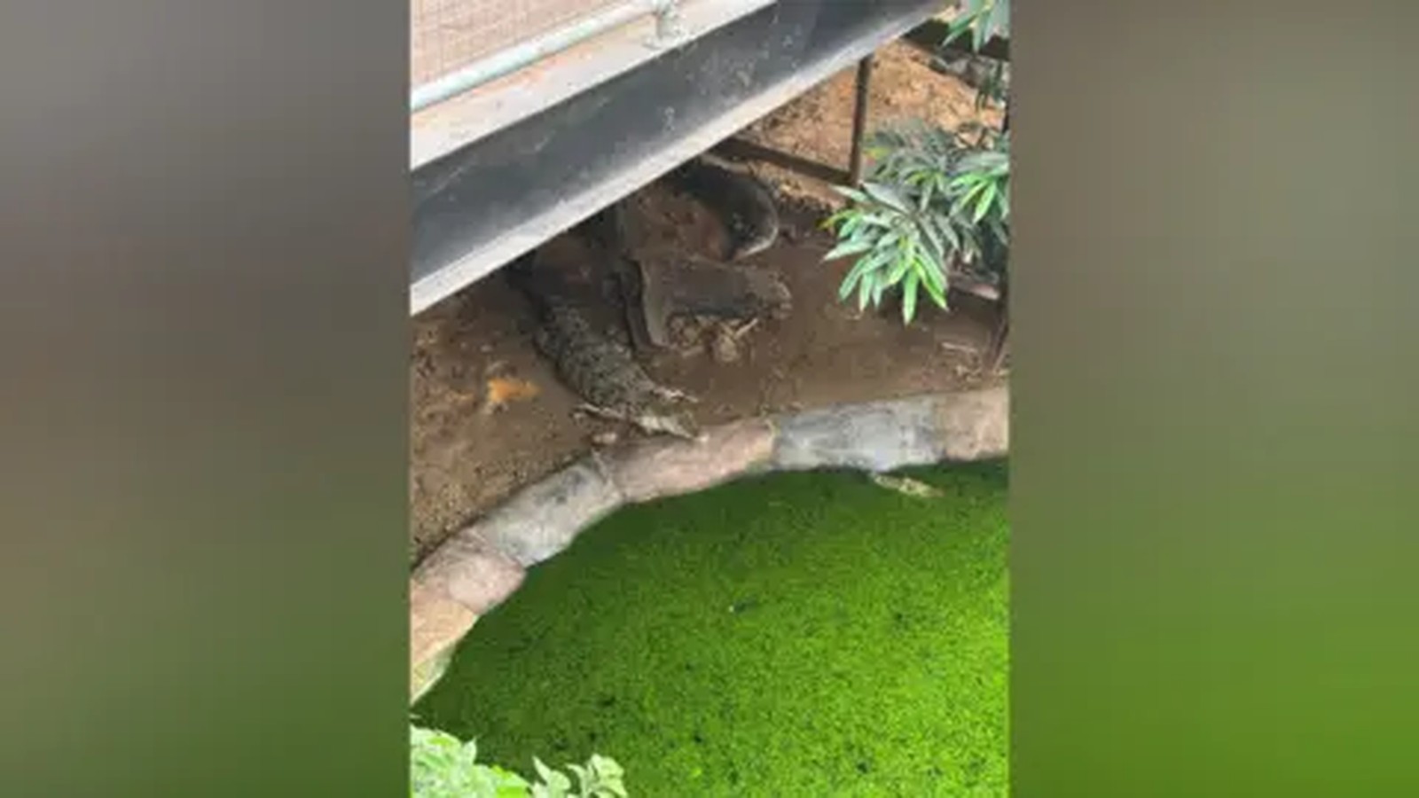 A crocodile resting in the dirt enclosure next to a green pond