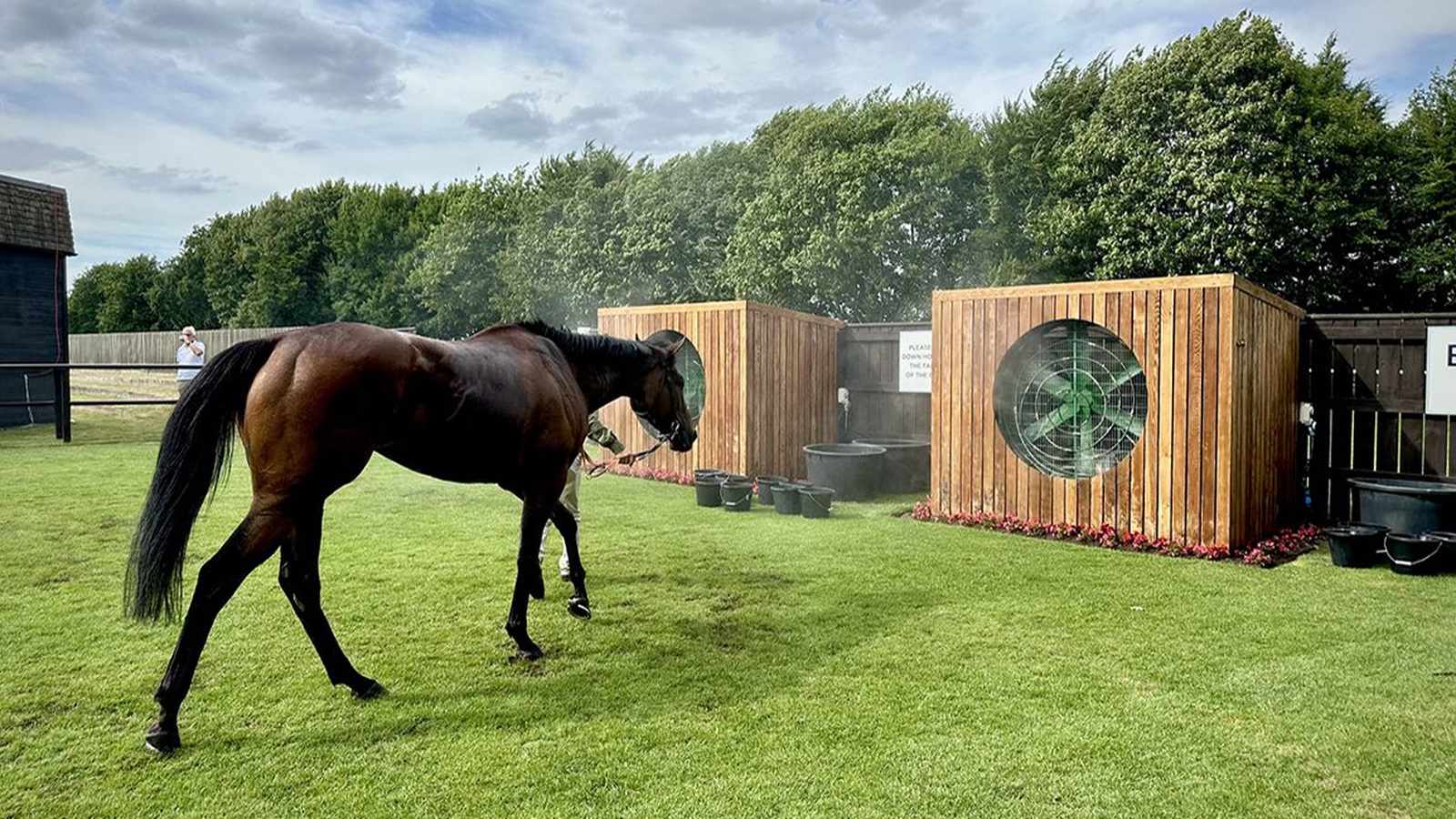 A racehorse walking past large wooden misting fans to cool down on a hot day