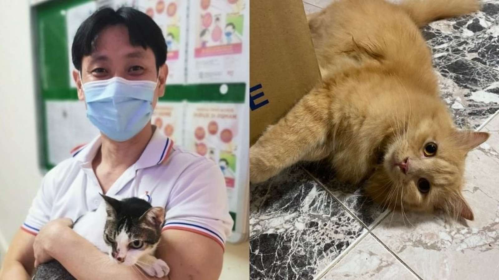 A man wearing a face mask holding a cat alongside a ginger cat
