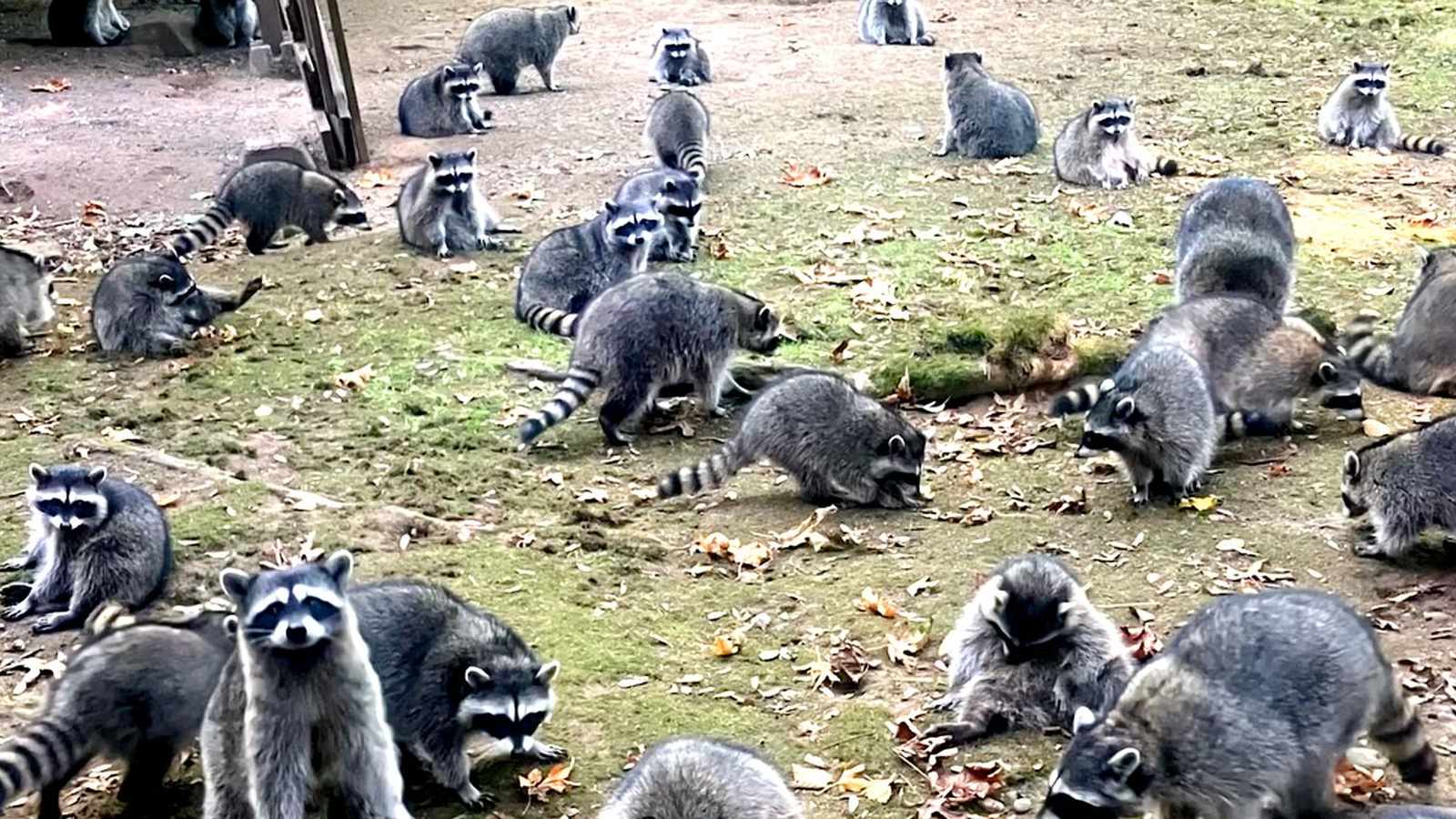 A large group of raccoons foraging in a grassy area in Seattle