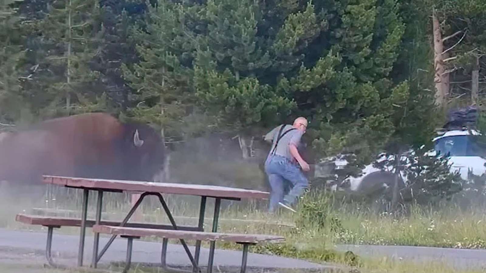 A large bull bison charges a man near a picnic table at Yellowstone