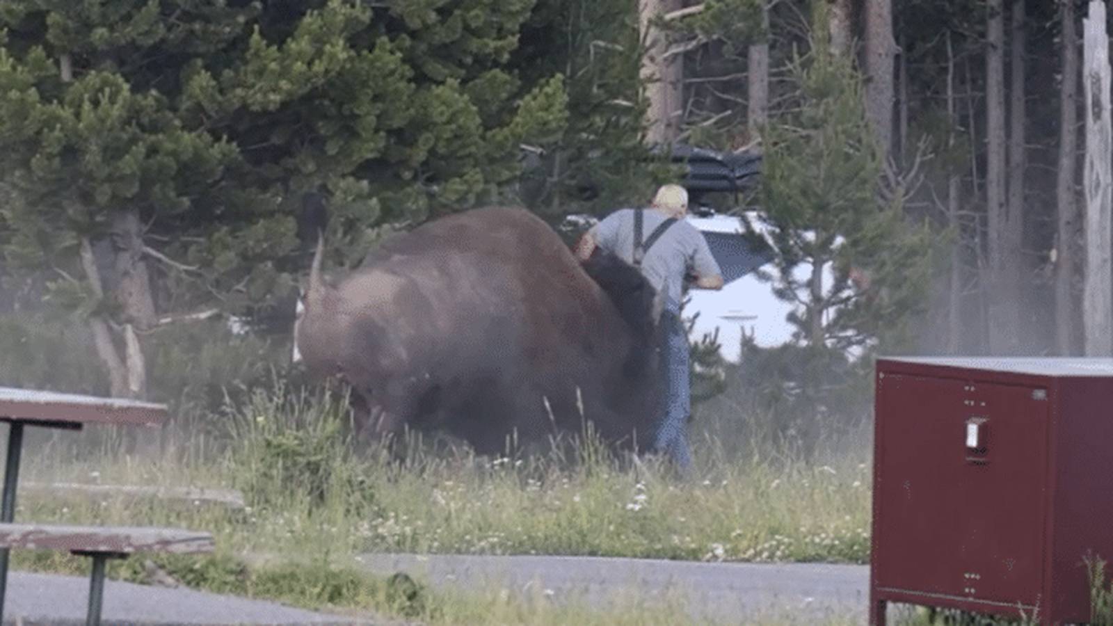 A large bull bison charges a man near a campground picnic table in Yellowstone