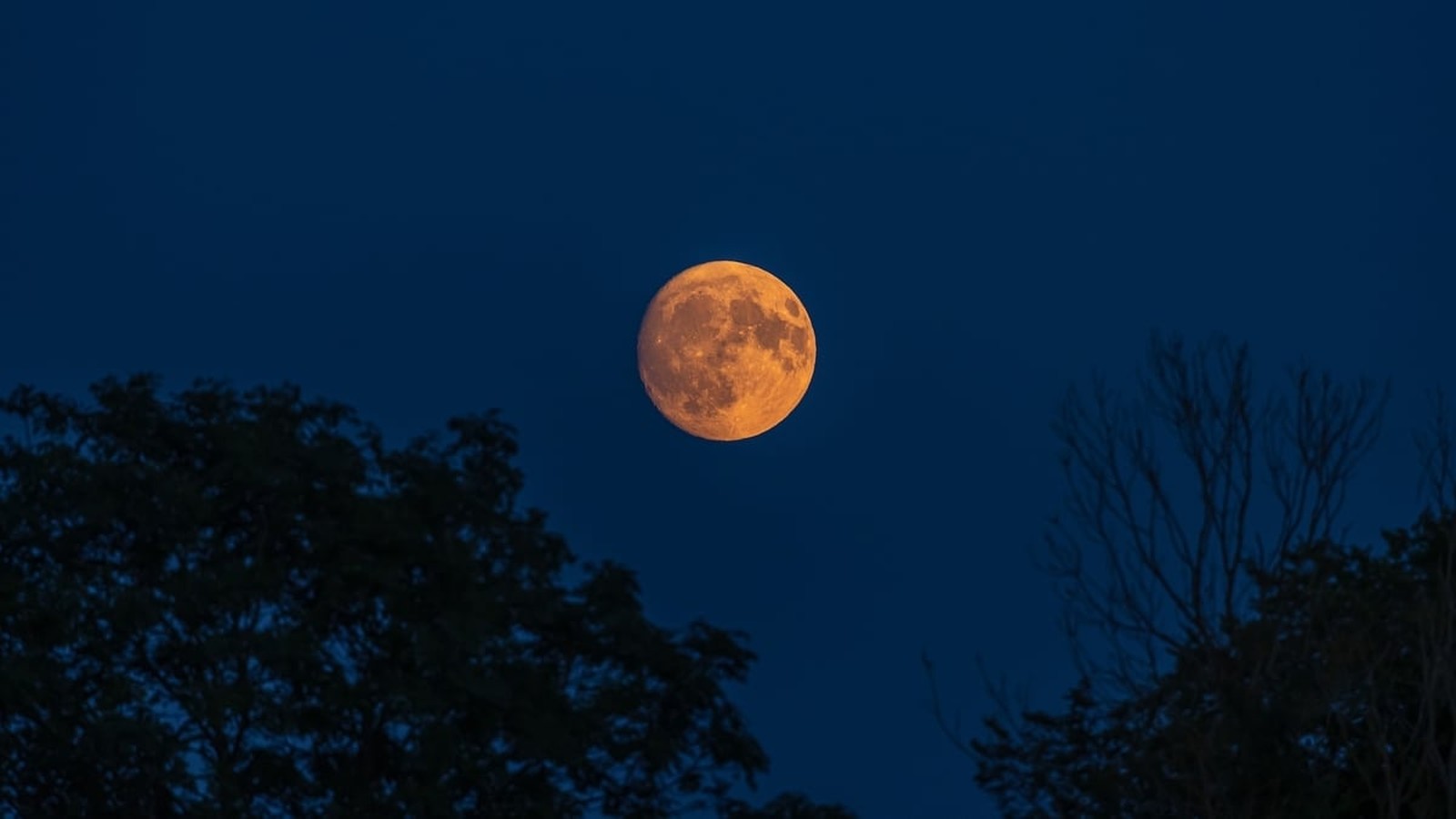 A bright orange full moon glowing in the dark blue night sky above trees
