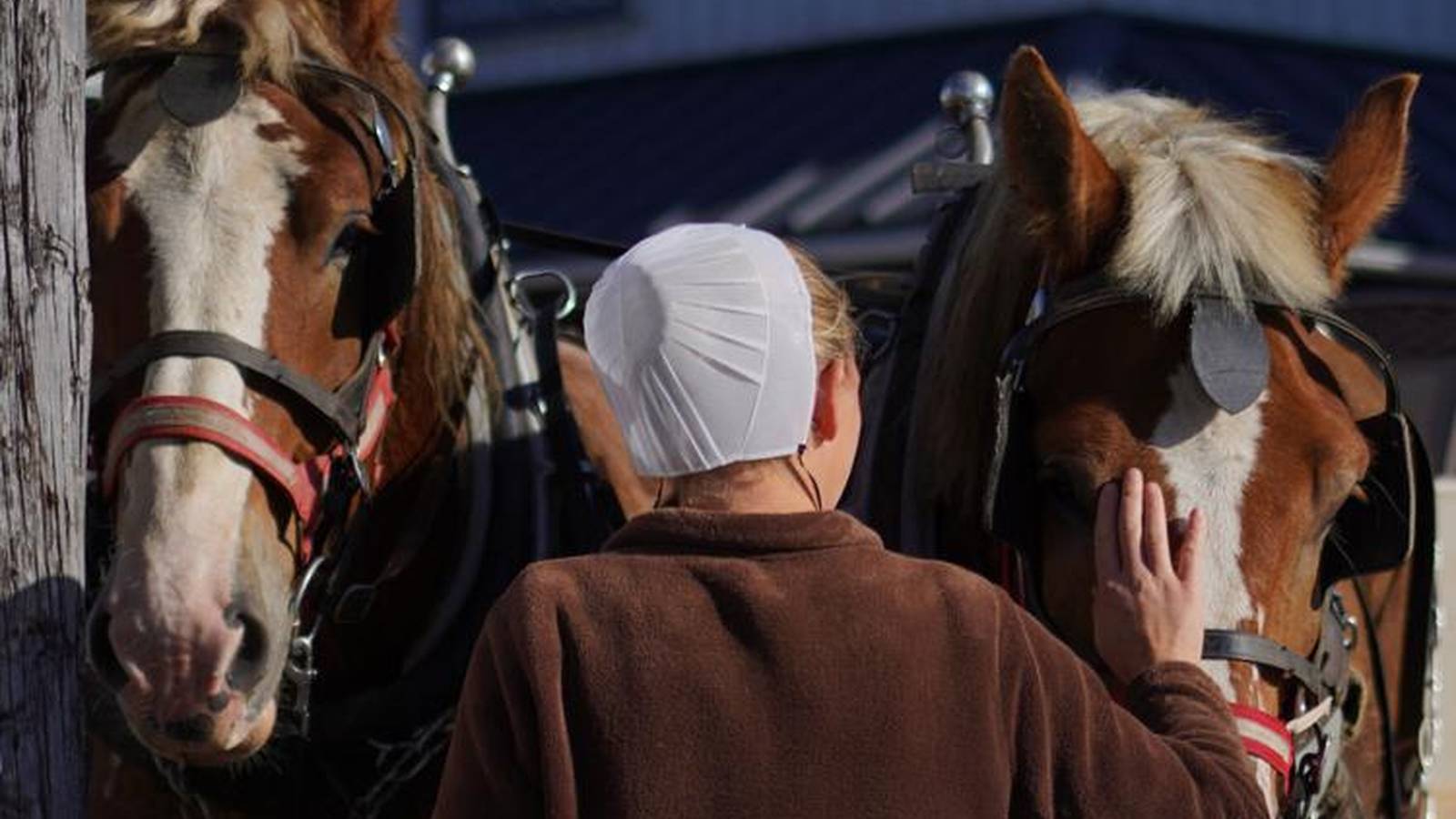 An Amish woman wearing a white cap stands between two harnessed horses, touching one horses face