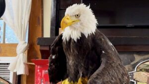 A close up portrait of a bald eagle with white head feathers and yellow beak