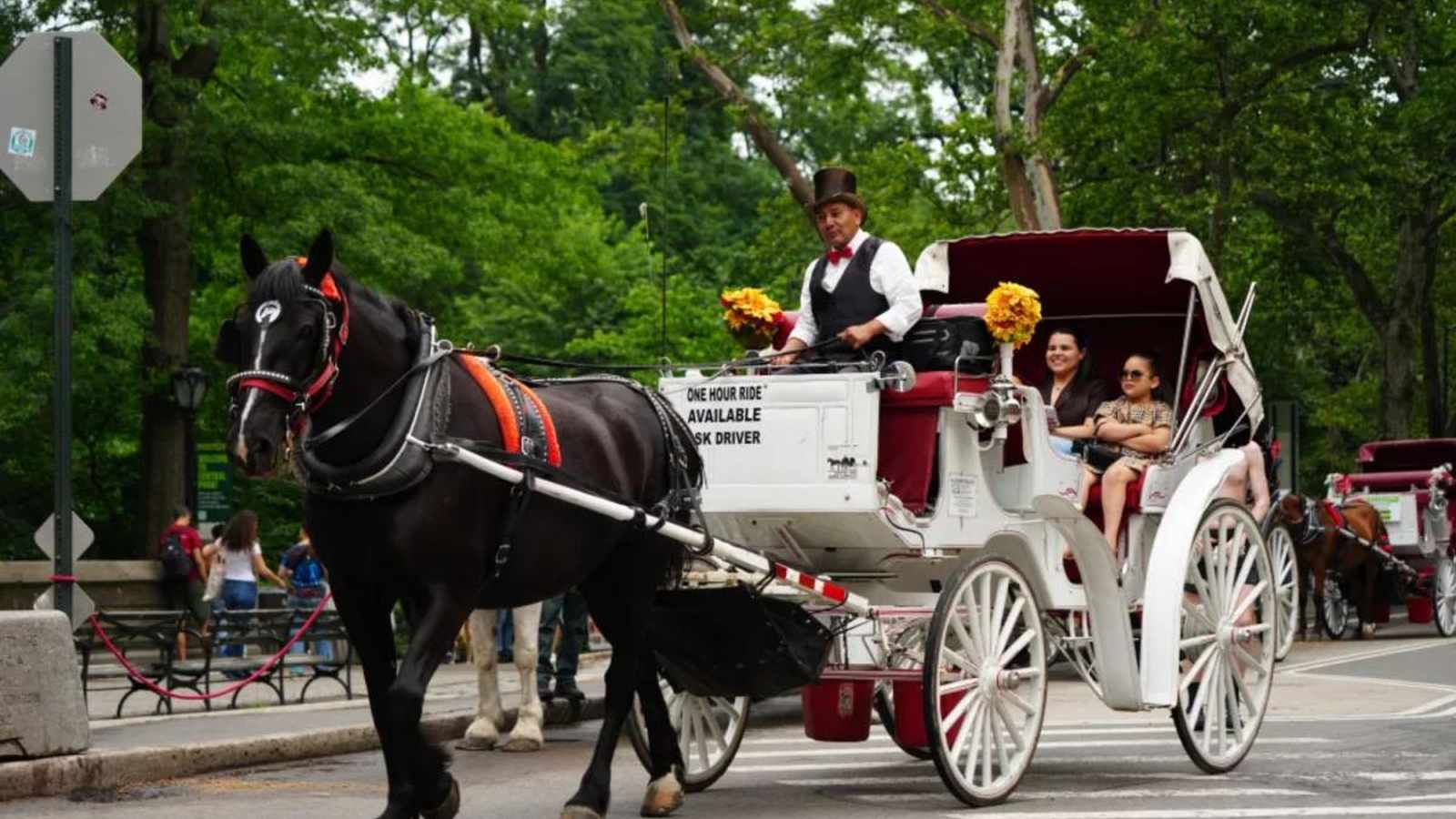 A black horse pulls a carriage with a driver and passengers in Central Park