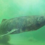 A large Greenland shark swimming through greenish underwater depths
