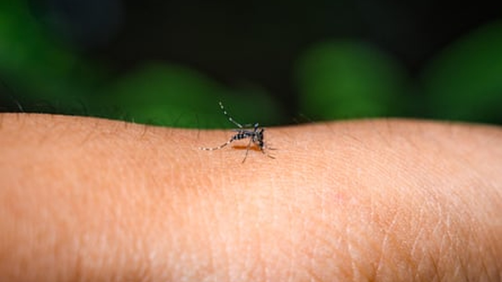 Close up of a striped mosquito biting human skin outdoors