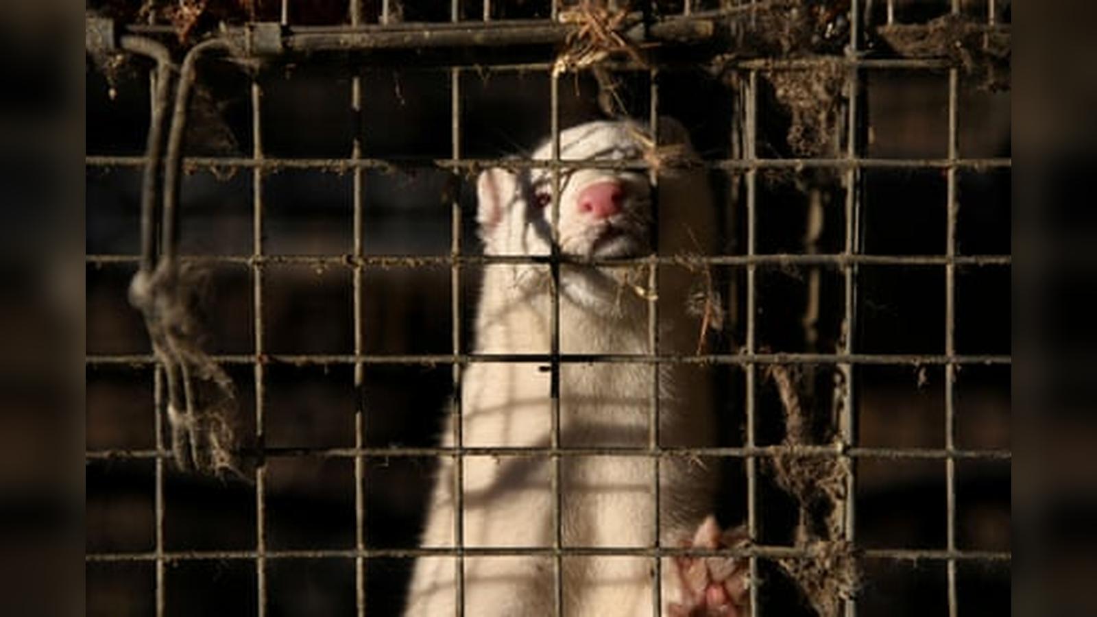 A white mink looks out from inside a rusty wire cage at a fur farm